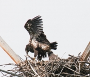 2016 06 11 WildLife MPLS 015